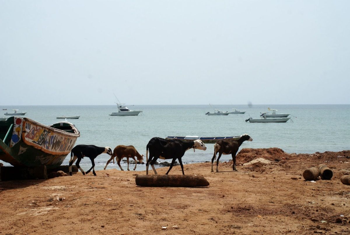 Arnaque terrain Sénégal : 12 pièges à éviter avant d'acheter